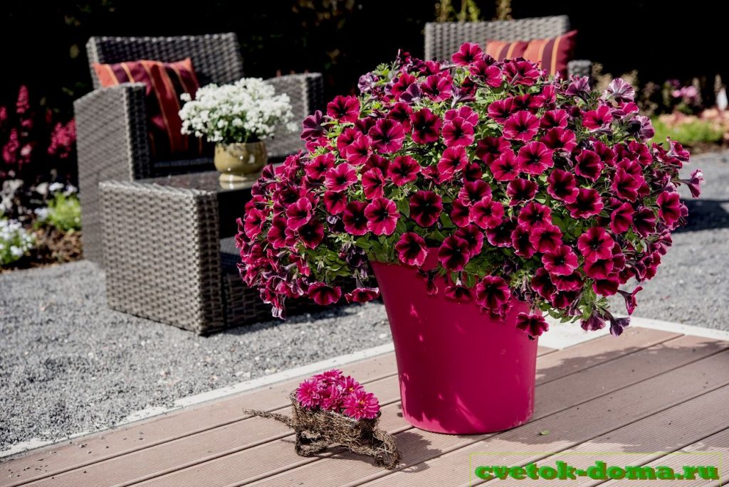 выращивание петунии