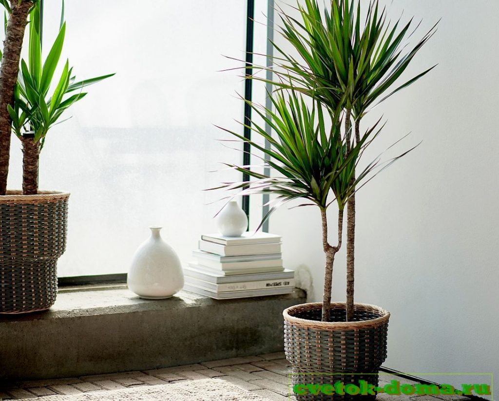 полив драцены