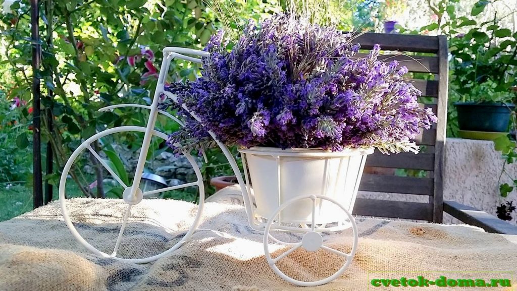 лаванда из семян