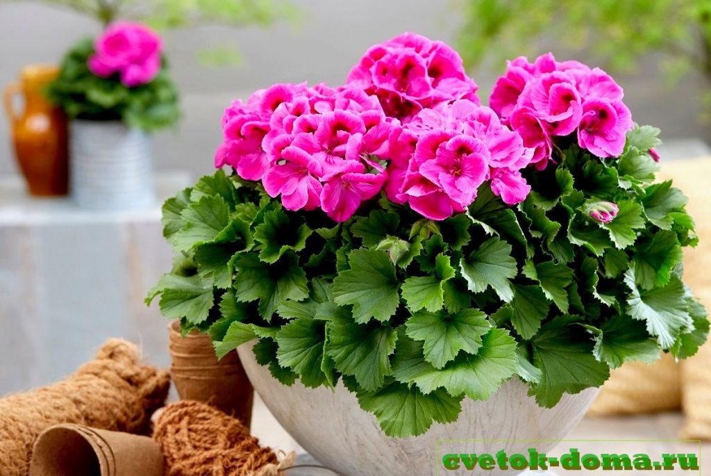 желтеют листья герани