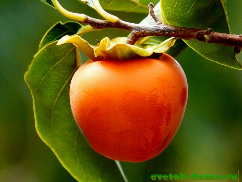 хурма из косточки