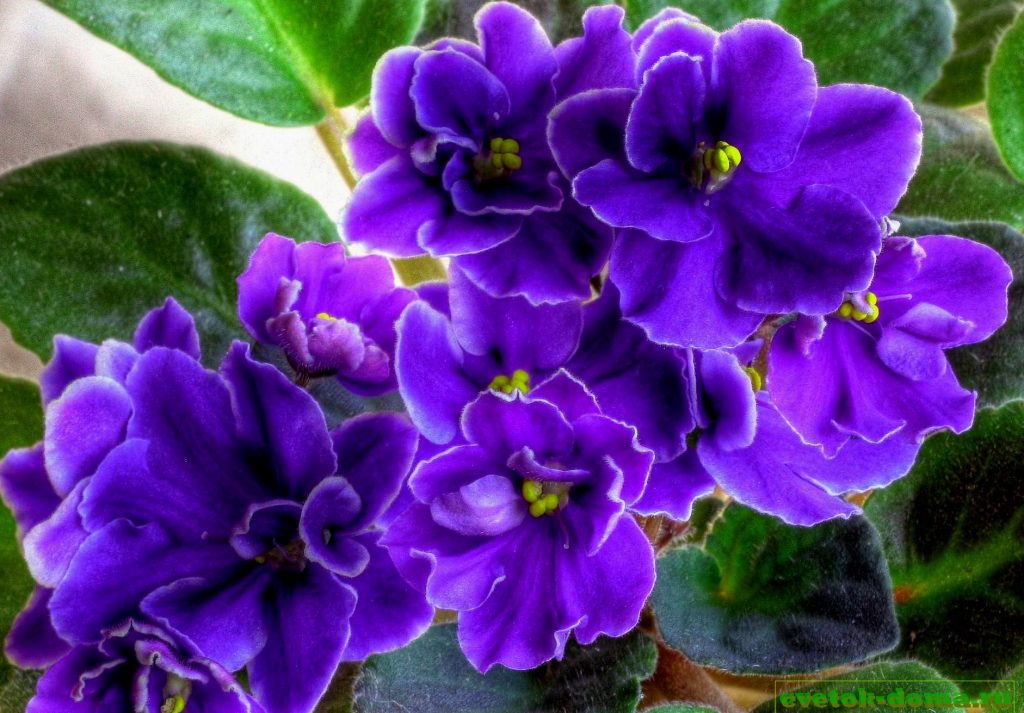 как поливать фиалки