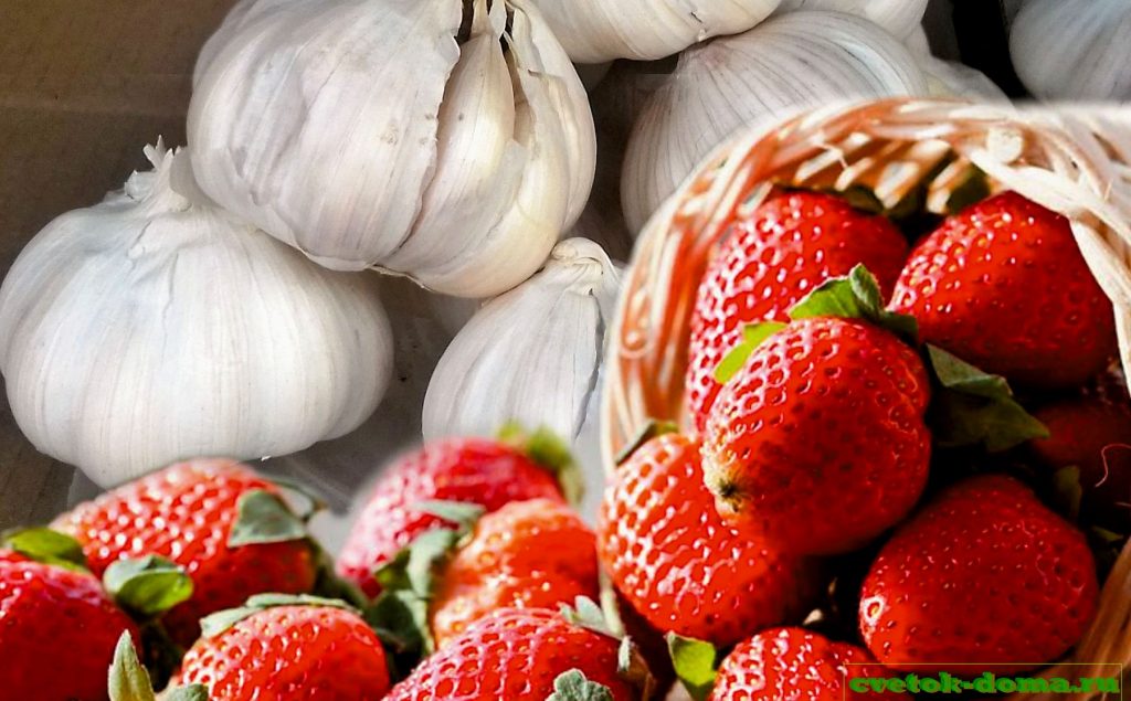 высаживание клубники после чеснока