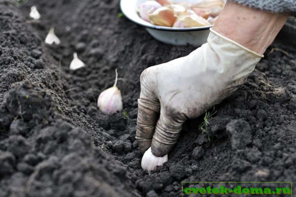 после чего садить чеснок