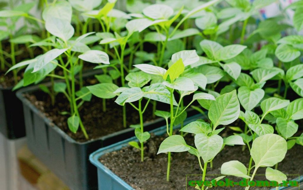 посадка перца на рассаду