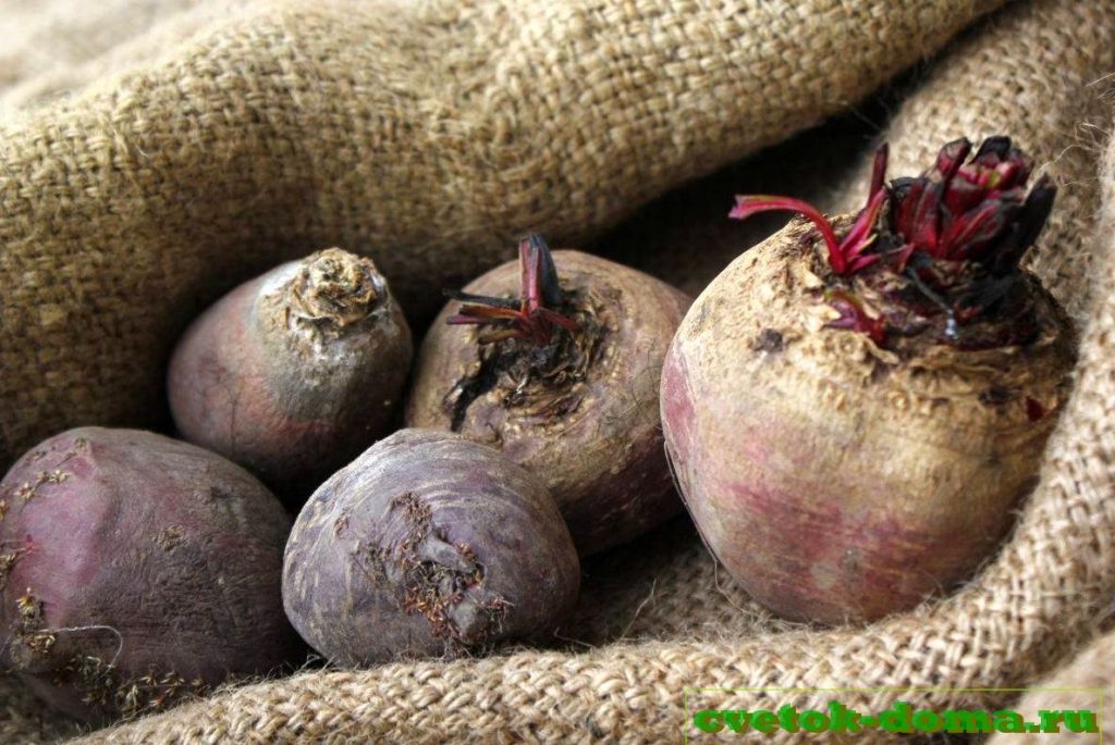 хранение свеклы в погребе