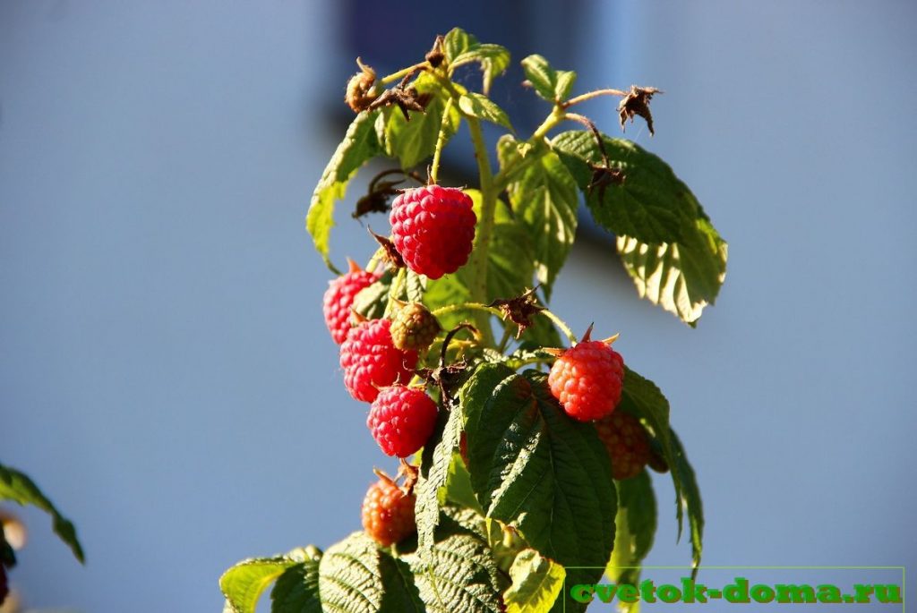 обрезка ремонтатной малины