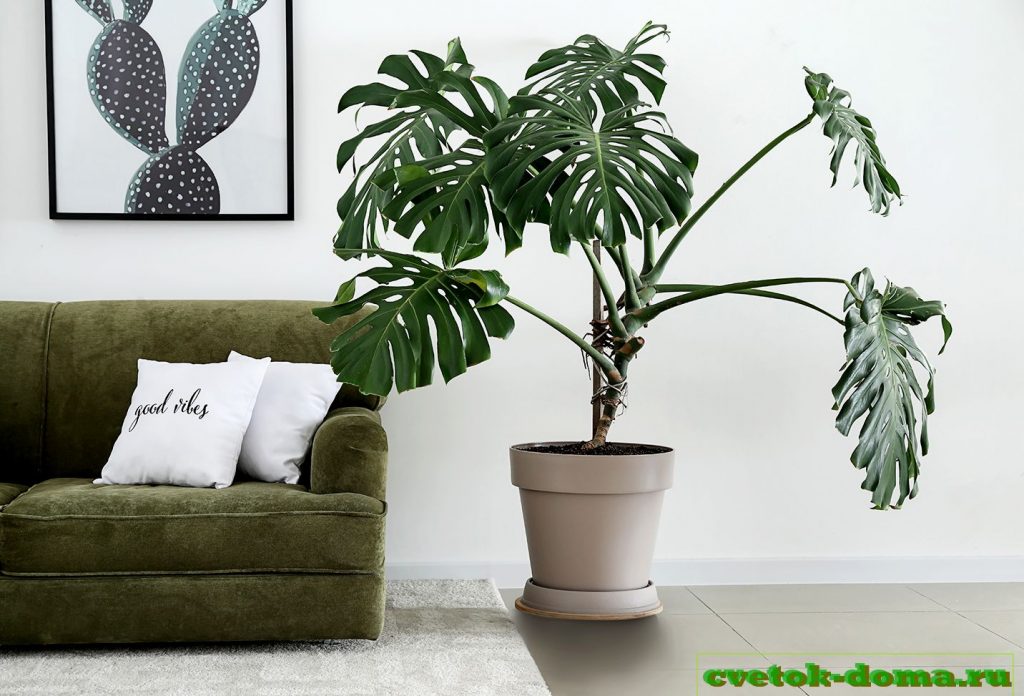 Монстера дома
