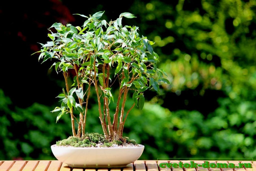 Фикус Бенджамина