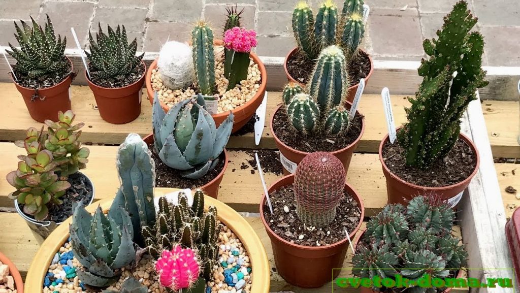 Как назвать кактус-девочку