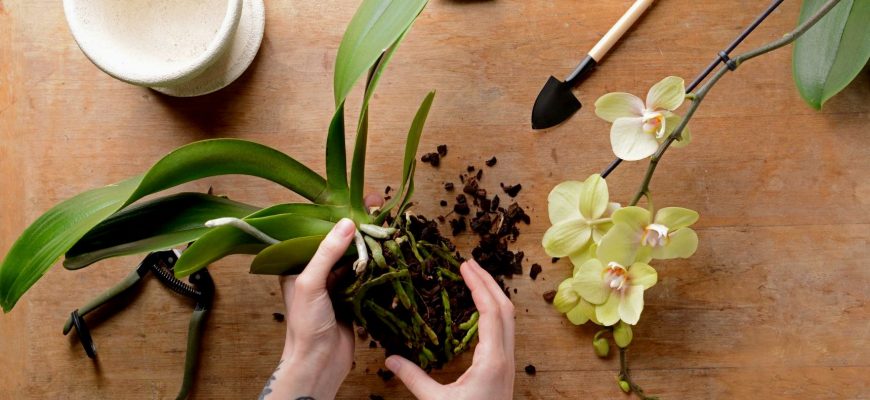 Как правильно пересадить орхидею в новый горшок