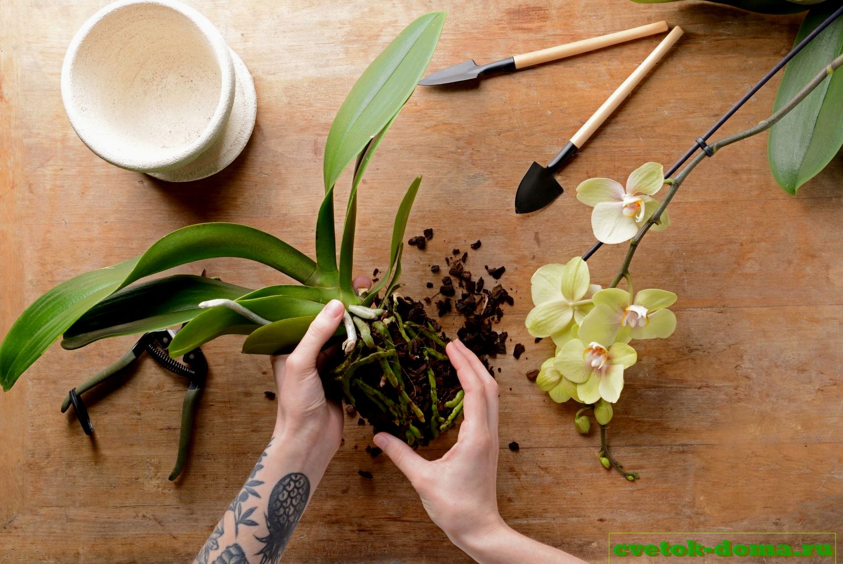 Как правильно пересадить орхидею в новый горшок