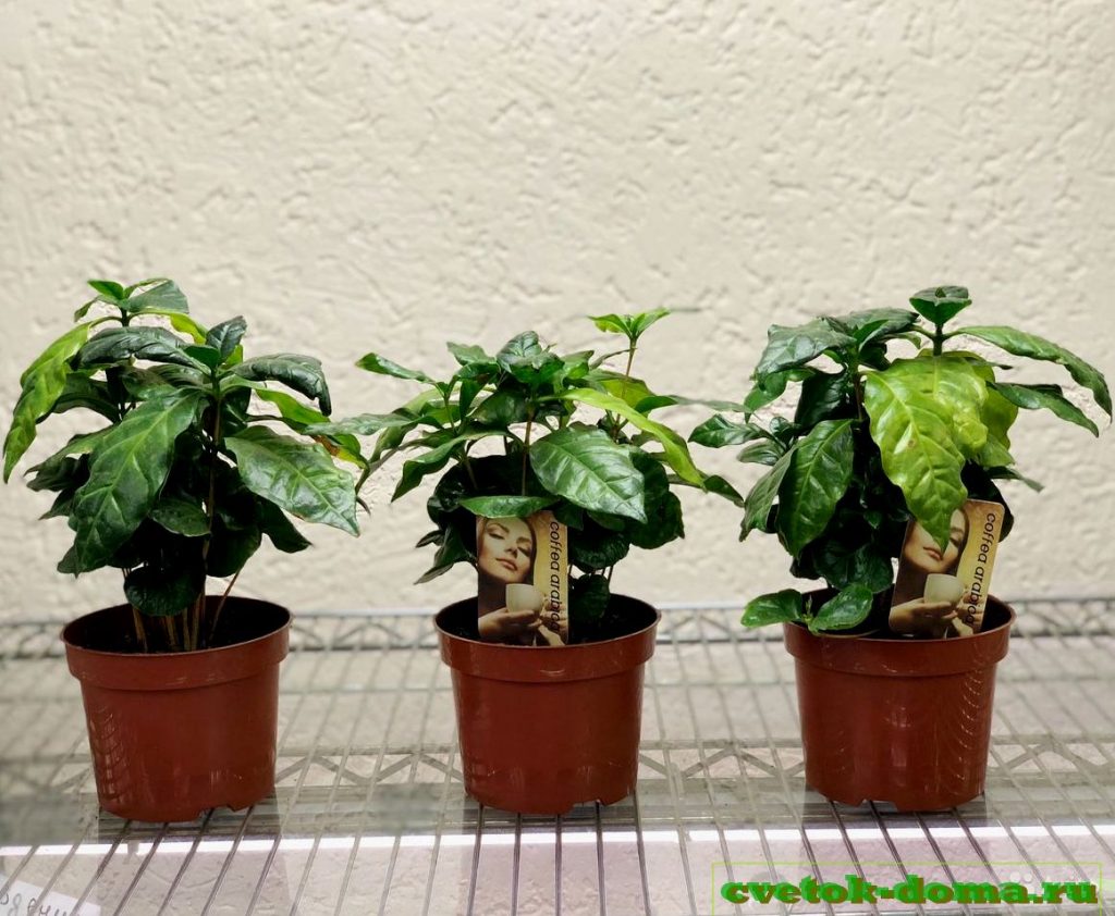 Как вырастить кофейное дерево в домашних условиях