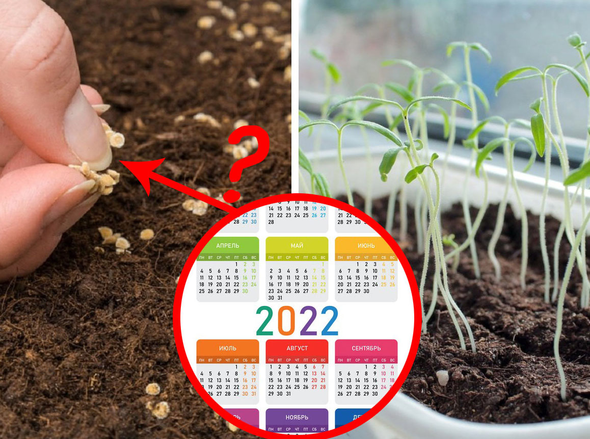 Чтобы сажать перец на рассаду в 2022 году нужно рассчитать сроки