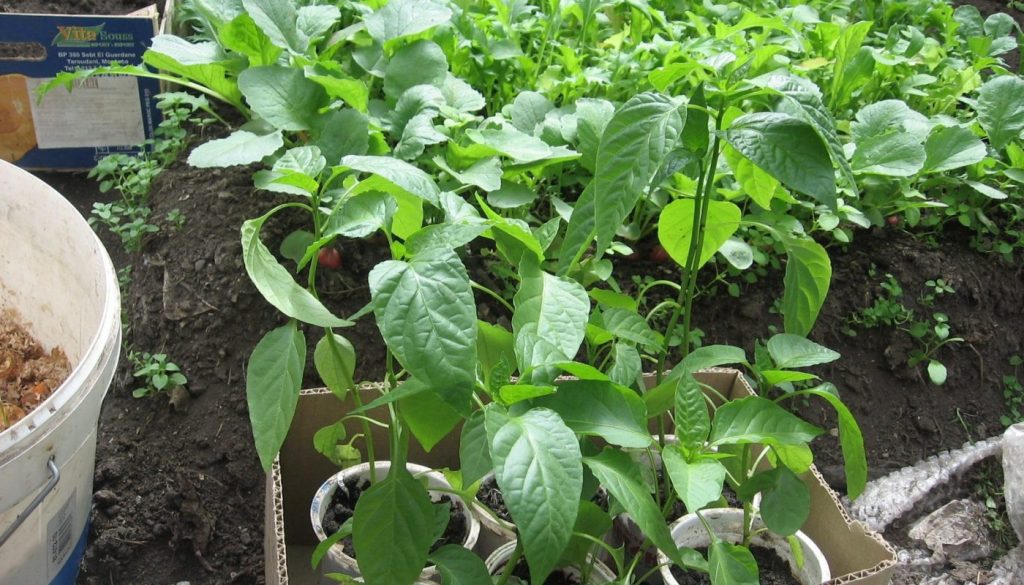 Рассада перца, календарь 2022 рассады перцев