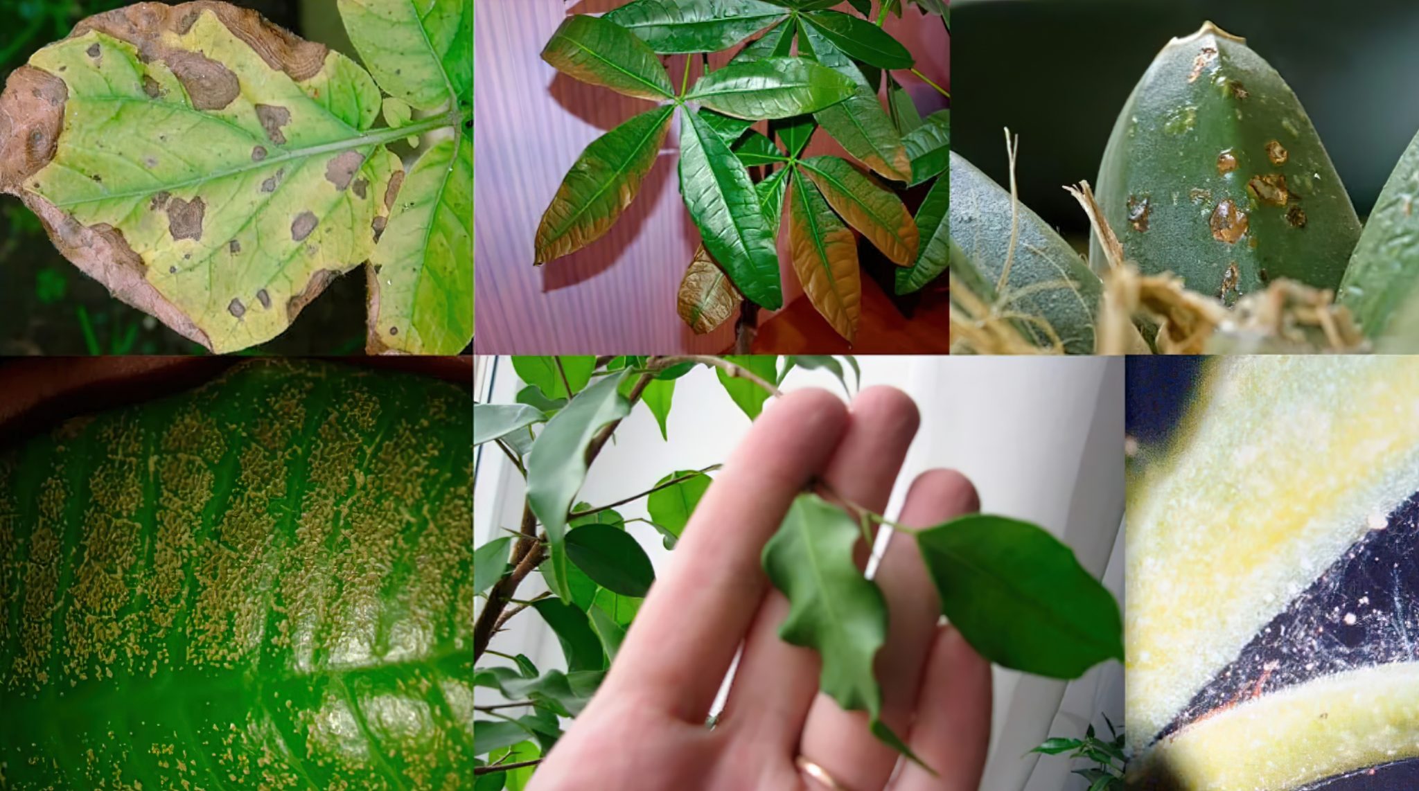 болезни растений по фотографии